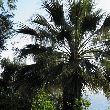 Akis Kontogialos-pelekas *