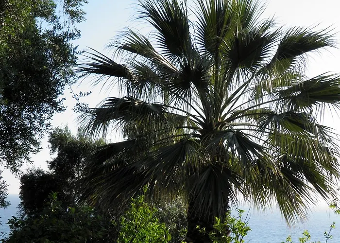 Akis Kontogialos-pelekas *